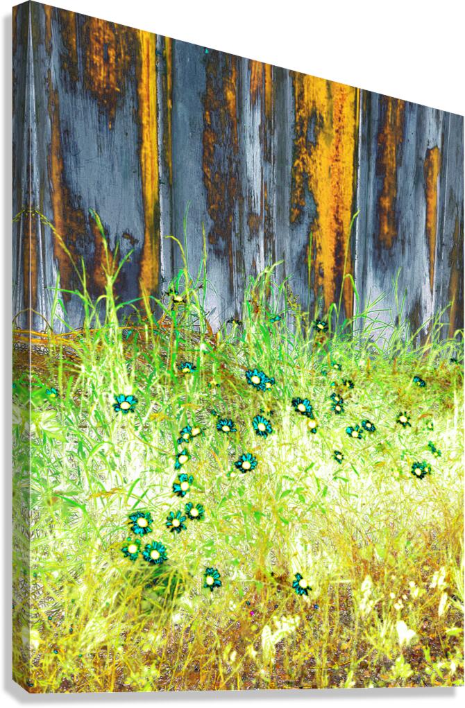 Rustic Summer Daises  Canvas Print