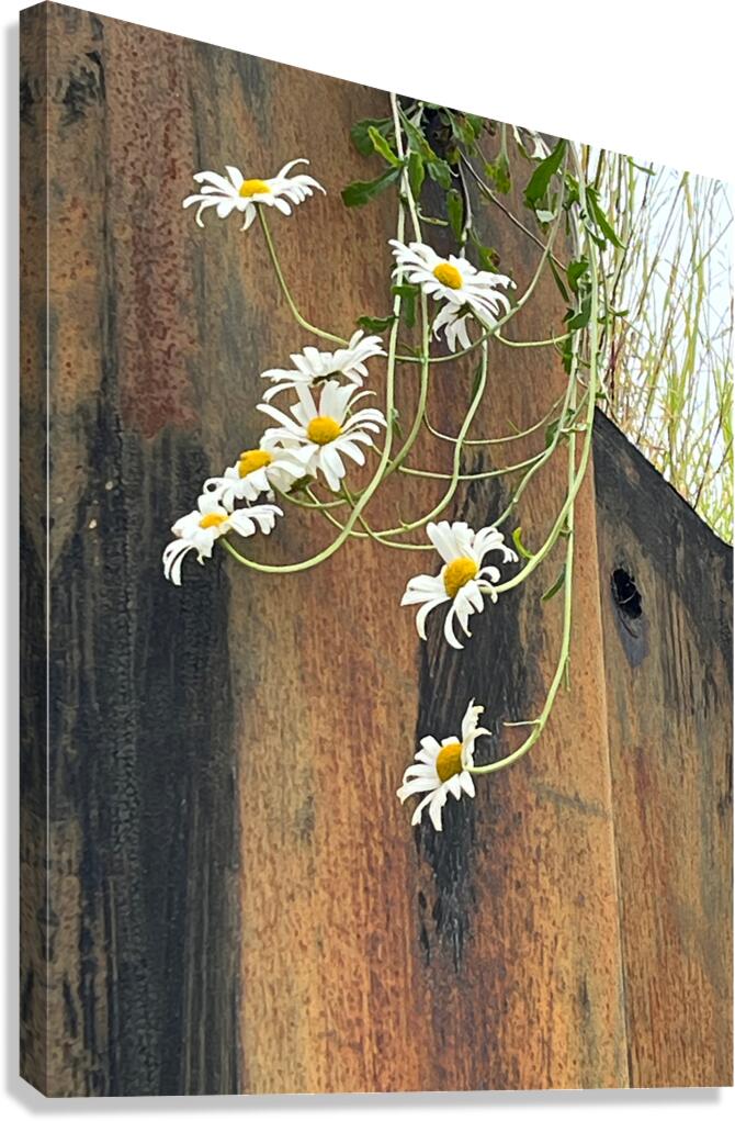  Impressionistic Summer Trailing Daises Canvas Print