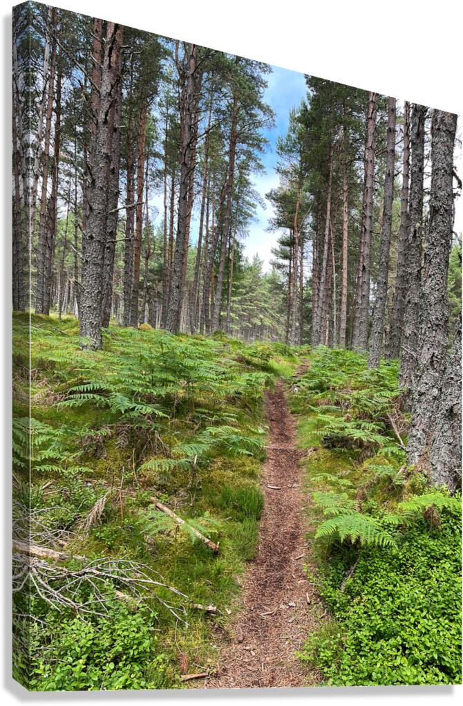 On the Nature Trail in the Scottish Highlands Canvas Print