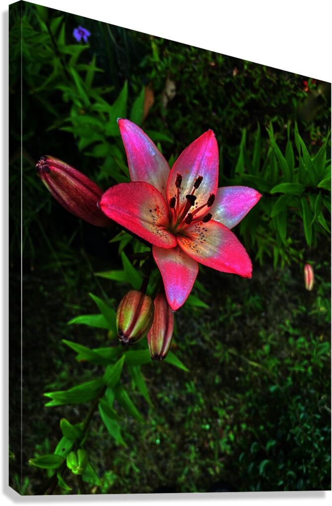 Vibrant Lilies  Canvas Print