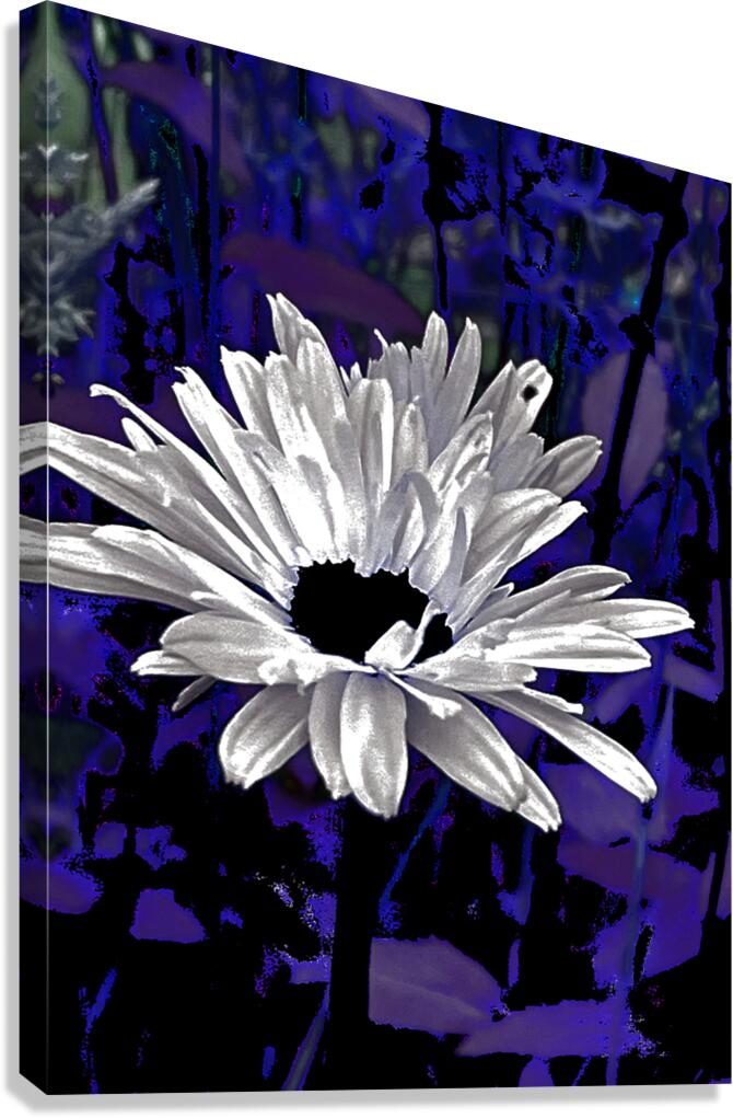 Abstract Daisy Flower on a Dark Background Canvas Print