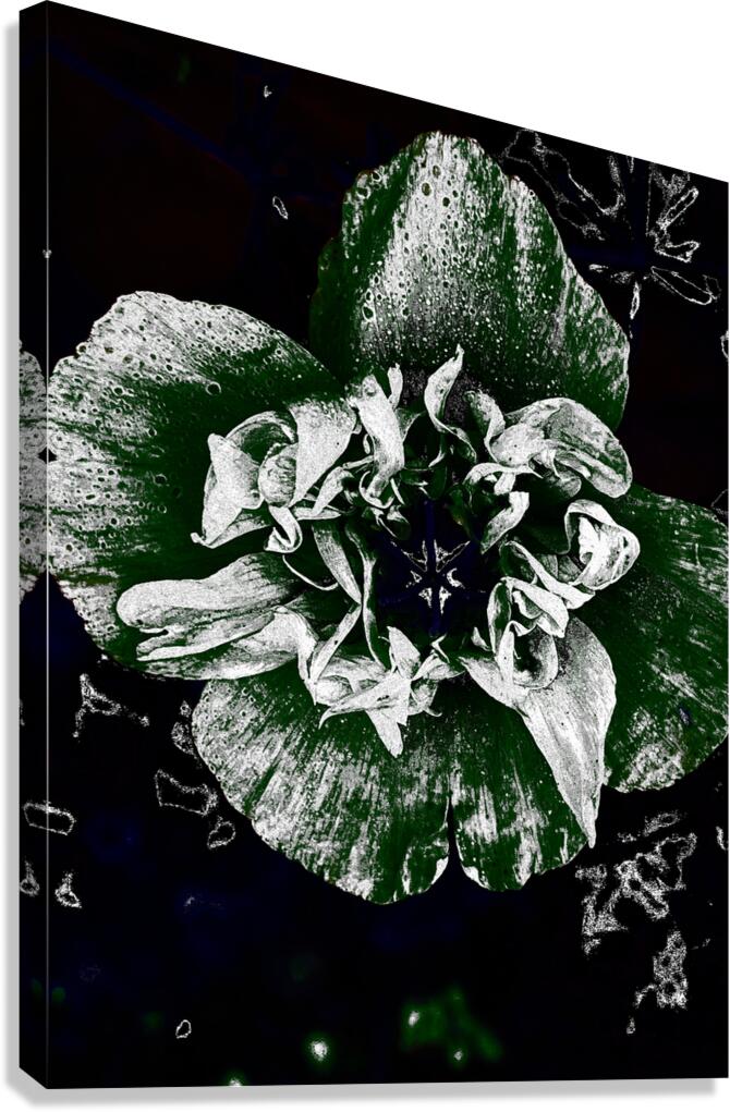 Abstract Dark Poppy Flower Canvas Print