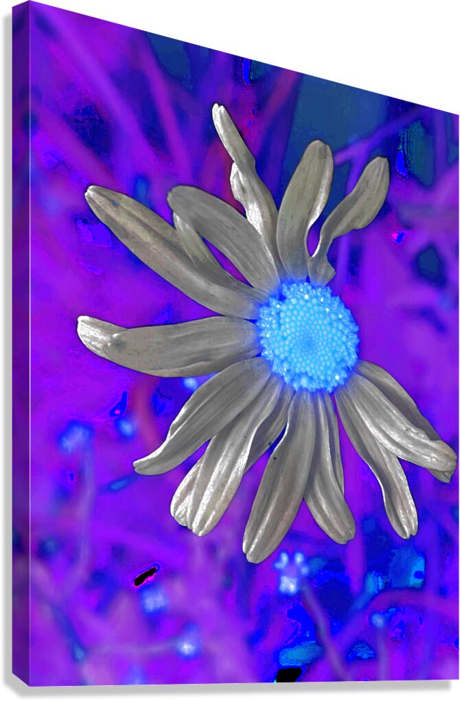  Abstract Colourful Daisy Flower  Canvas Print