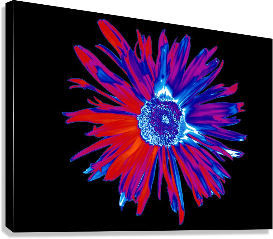 Abstract Brightly Coloured Daisy Flower Canvas Print