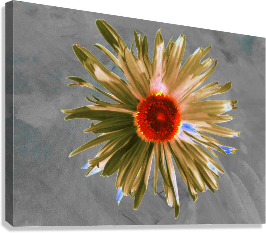 Abstract Vibrant Daisy Flower on a Grey Abstract Background Canvas Print