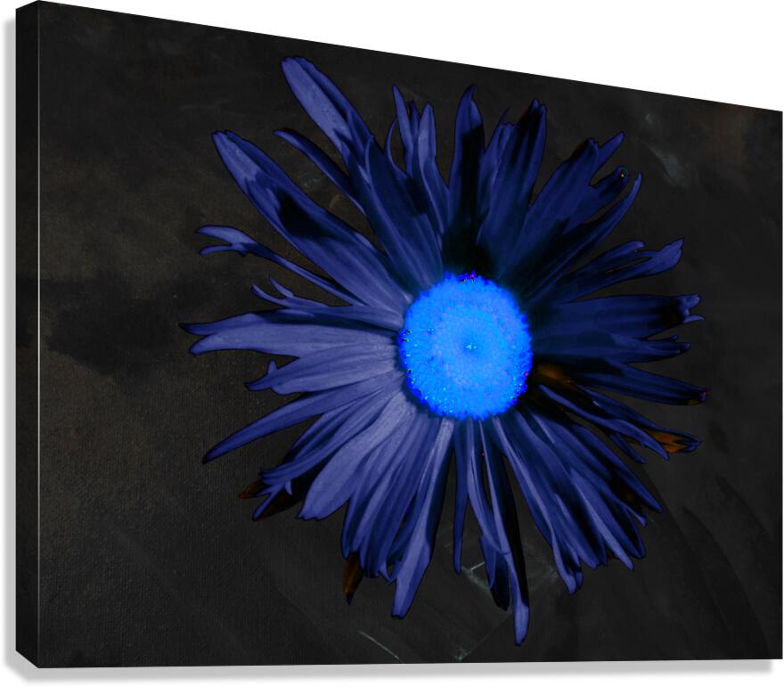  Abstract Blue Centred Daisy on a Dark Background Canvas Print