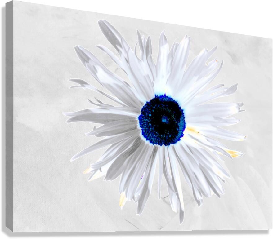 Abstract Minimalist Daisy Flower Canvas Print