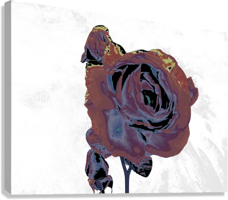 Abstract Dramatic  Rose Canvas Print
