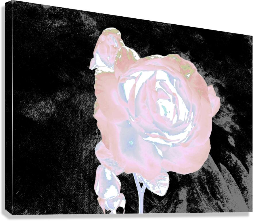 Abstract Ethereal Rose on a Dark Abstract Background  Canvas Print