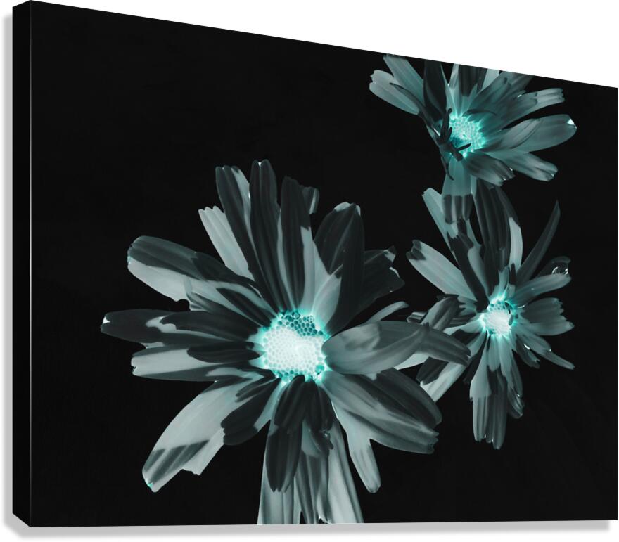Abstract Glowing Daises on a Dark Background Canvas Print