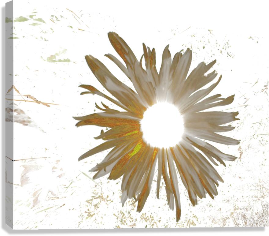 Abstract Daisy Light Star Canvas Print
