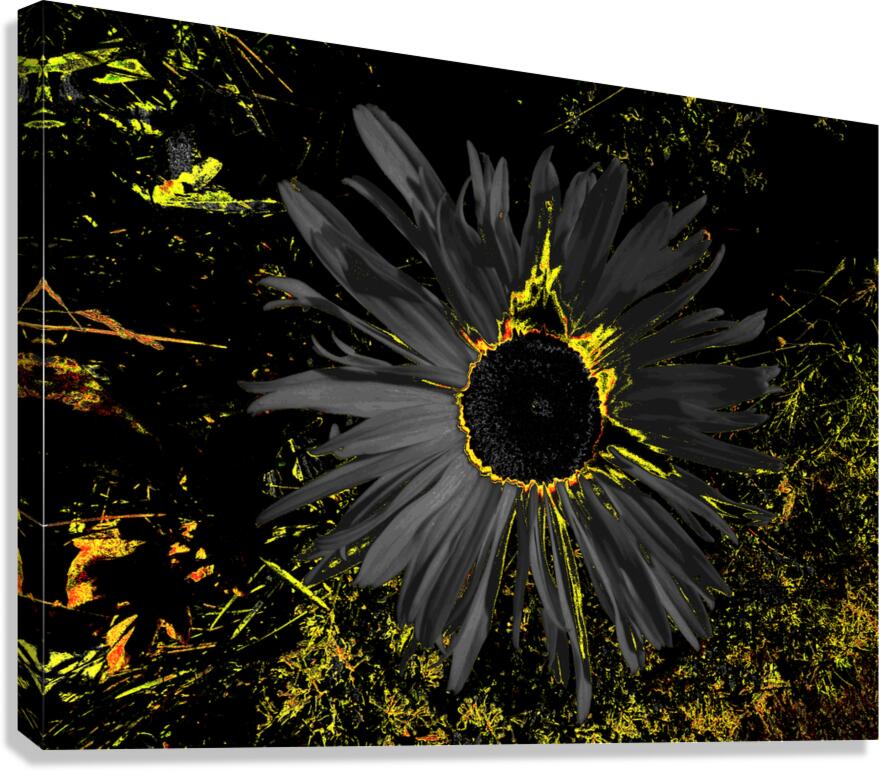 Abstract Dark Daisy Canvas Print
