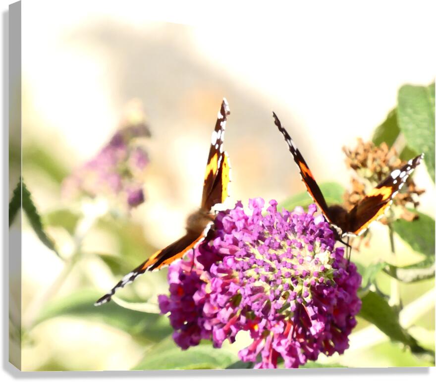 Two Butterflies on Buddleia Flowers Canvas Print