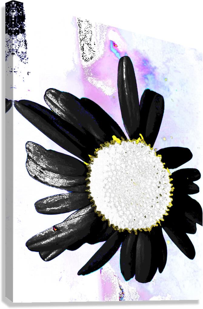 Abstract Daisy with Black Petals  Canvas Print
