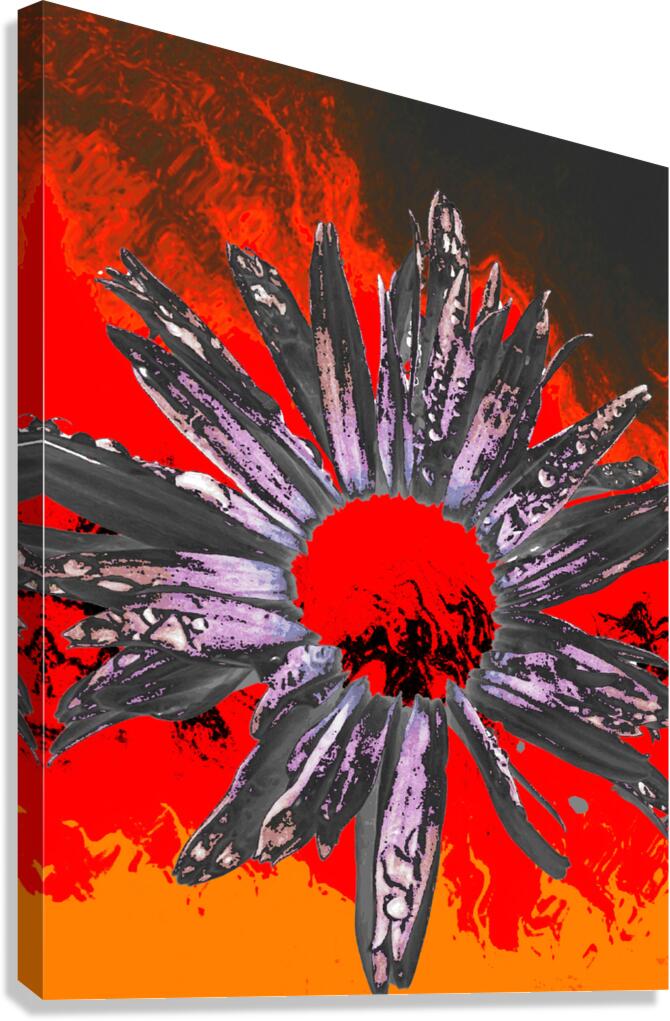 Abstract Fiery Daisy Flower Canvas Print
