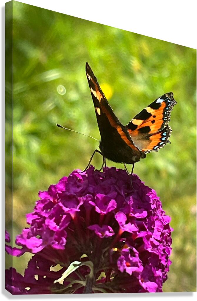 Summer Butterfly on a Butterfly Bush Canvas Print