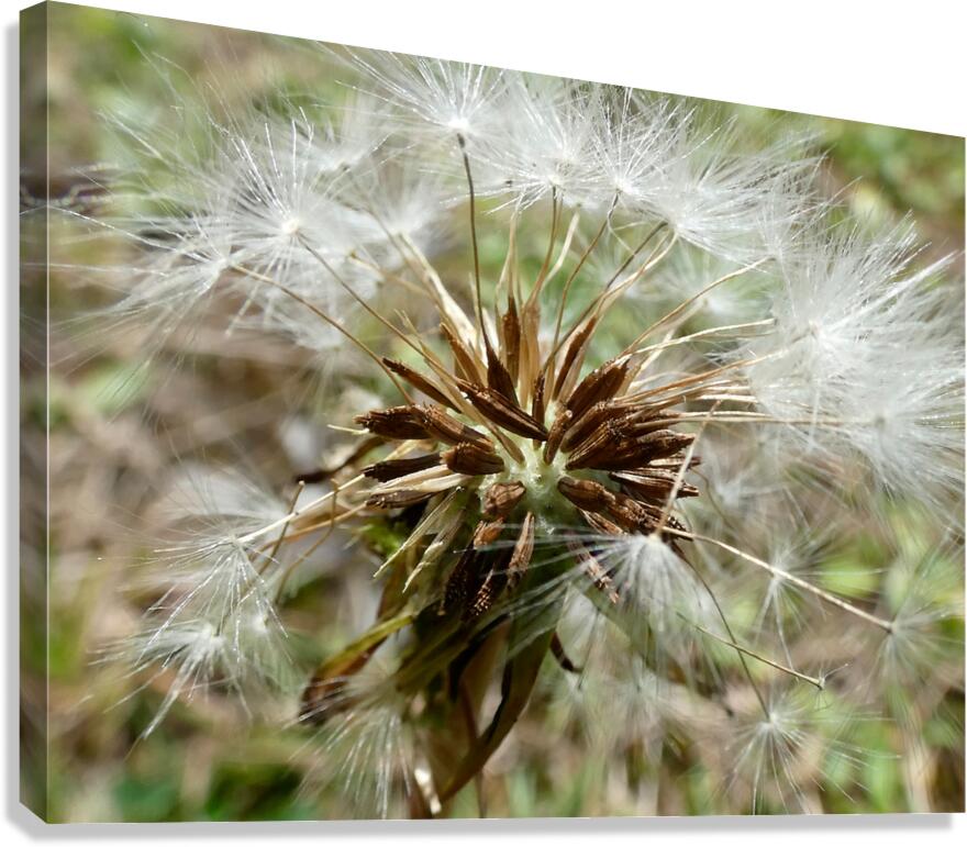 Dandelion Seeds Close Up Impressionistic Design   Canvas Print