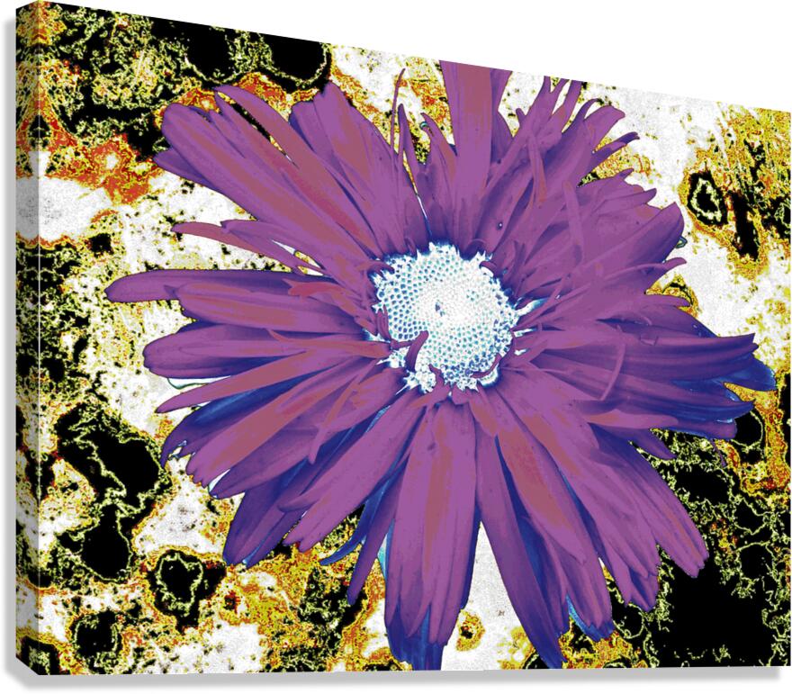 Abstract Purple Daisy Flower Canvas Print