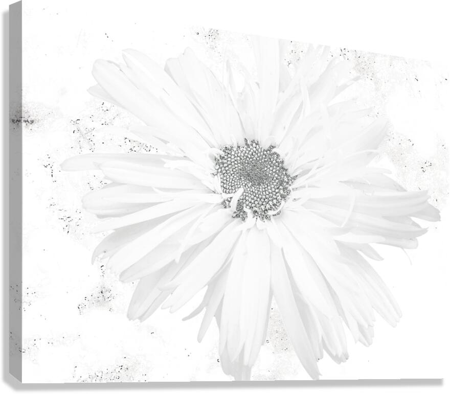 Abstract White Minimalist Daisy Canvas Print