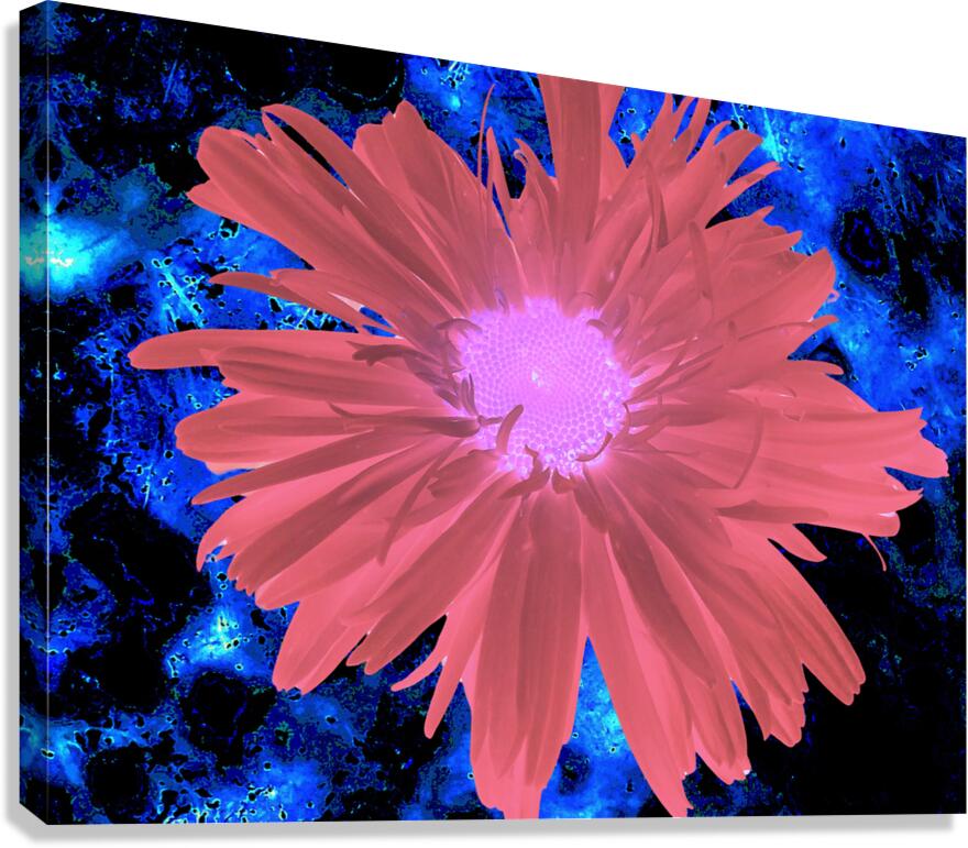 Abstract Red Daisy Canvas Print
