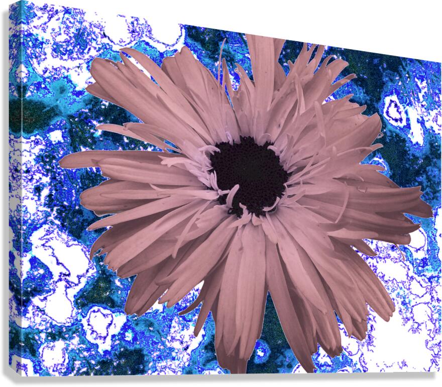 Abstract Pink Daisy Canvas Print