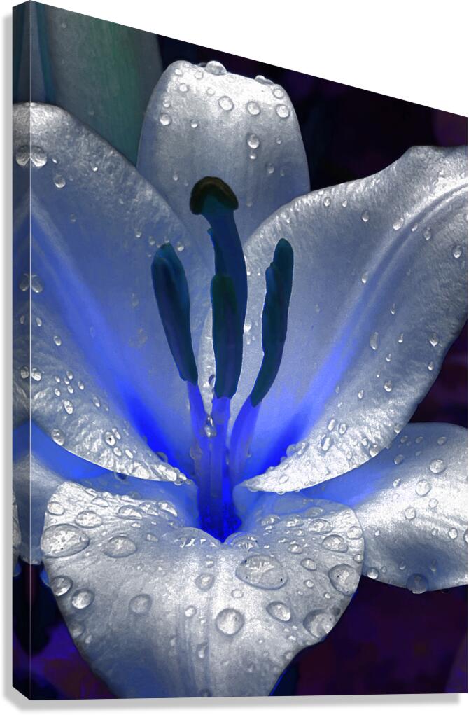 Abstract Dew Drop Lily Canvas Print