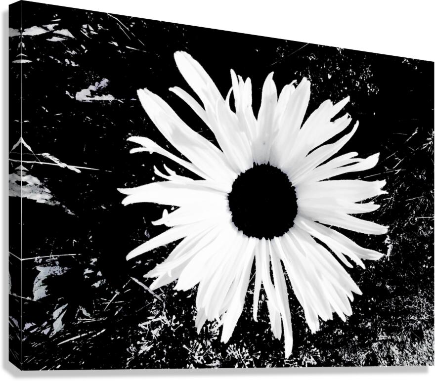 Abstract Black and White Daisy Canvas Print
