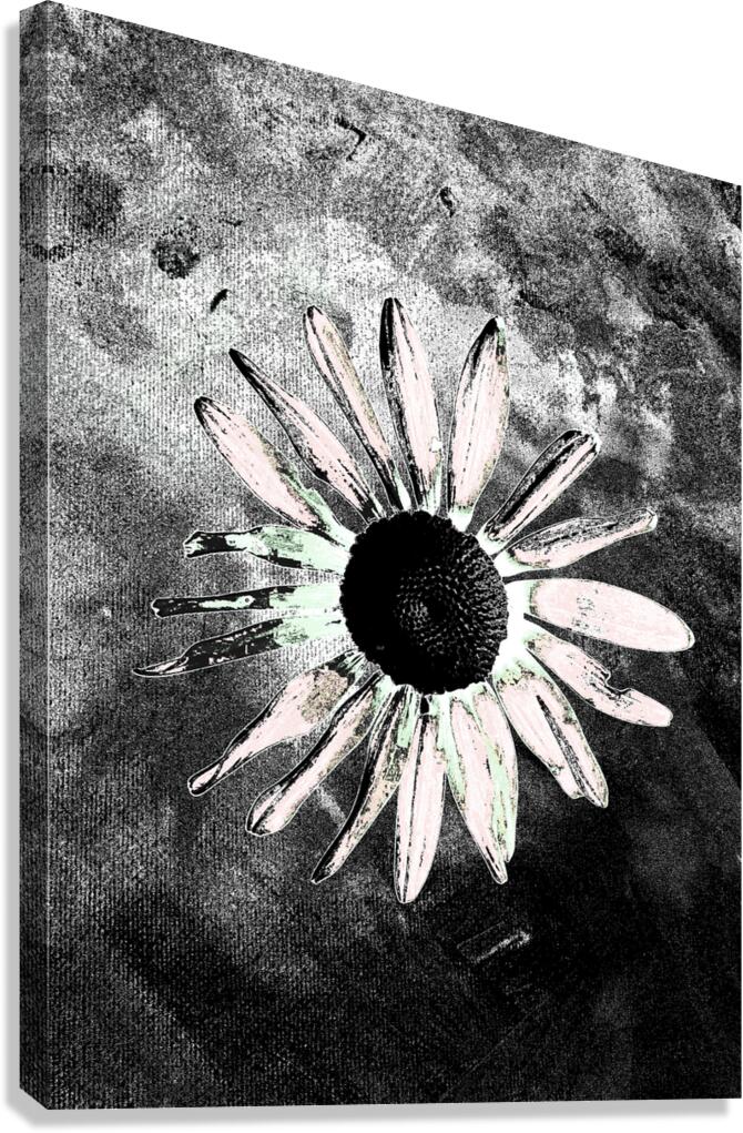 Abstract Single Daisy Canvas Print
