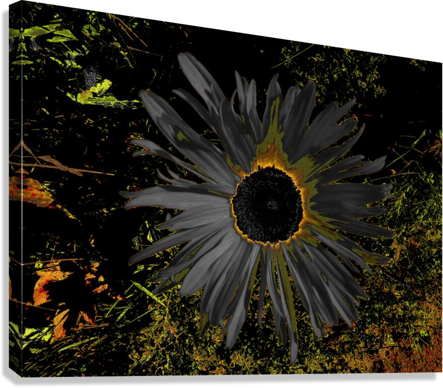Abstract Dark Daisy Yellow Centre Canvas Print