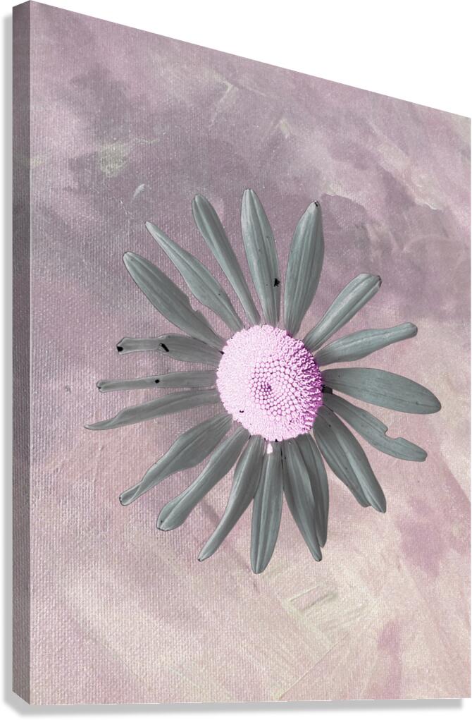 Abstract Pink and Grey Daisy Canvas Print