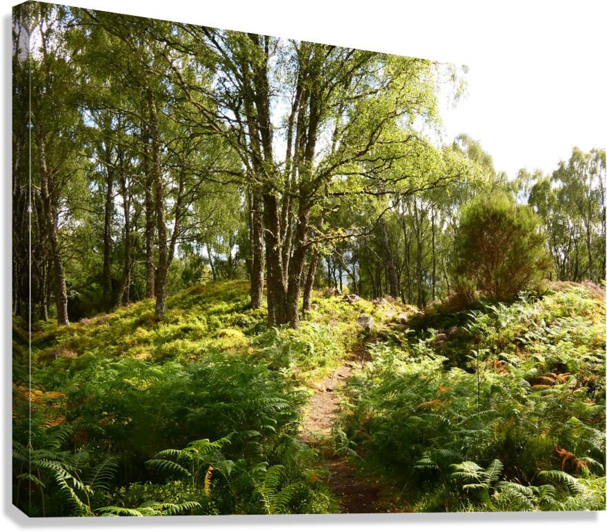 Lush Nature in the Scottish Highlands Canvas Print