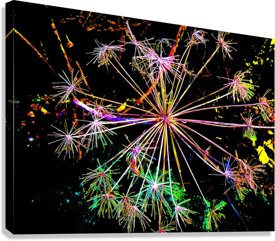  Abstract Colourful Angelica in the Evening Canvas Print