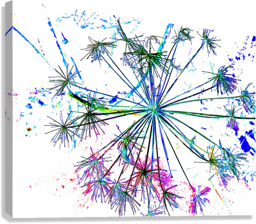 Abstract Colourful Angelica in the Morning Canvas Print