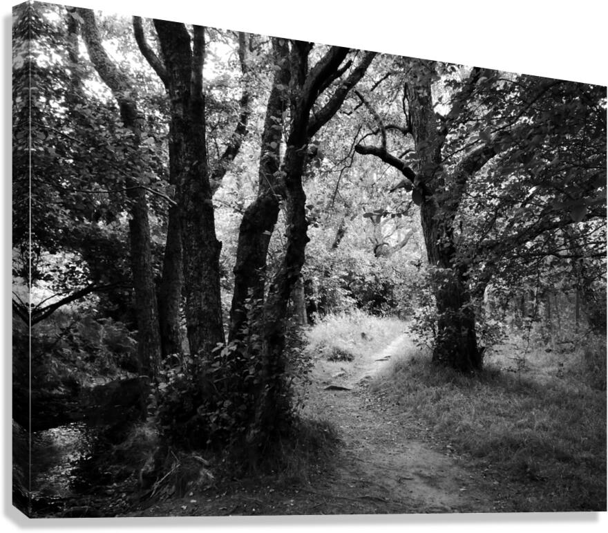 Dark Forest of the Scottish Highlands  Canvas Print