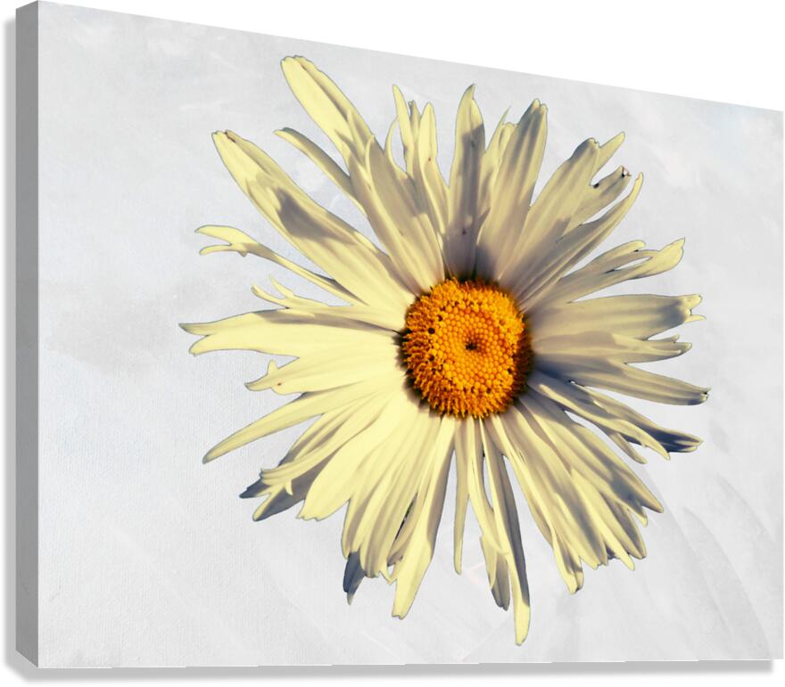 Abstract Calming Daisy Flower Canvas Print
