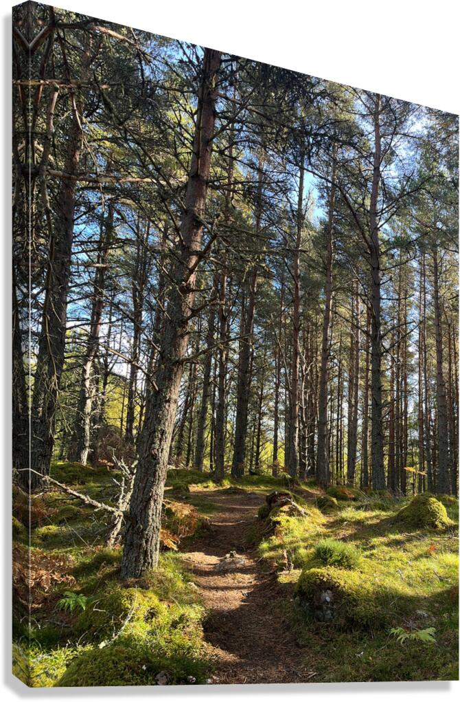 Autumnal Nature Walk through the Scottish Highlands  Canvas Print