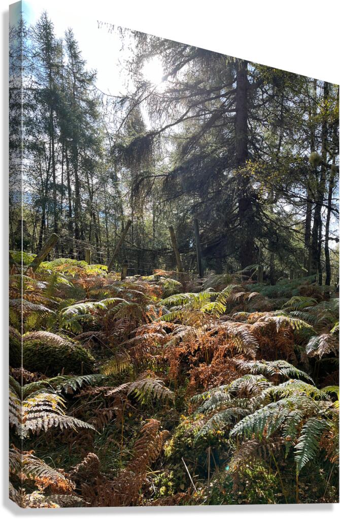 Autumnal Sunlight to the Forest Floor Canvas Print