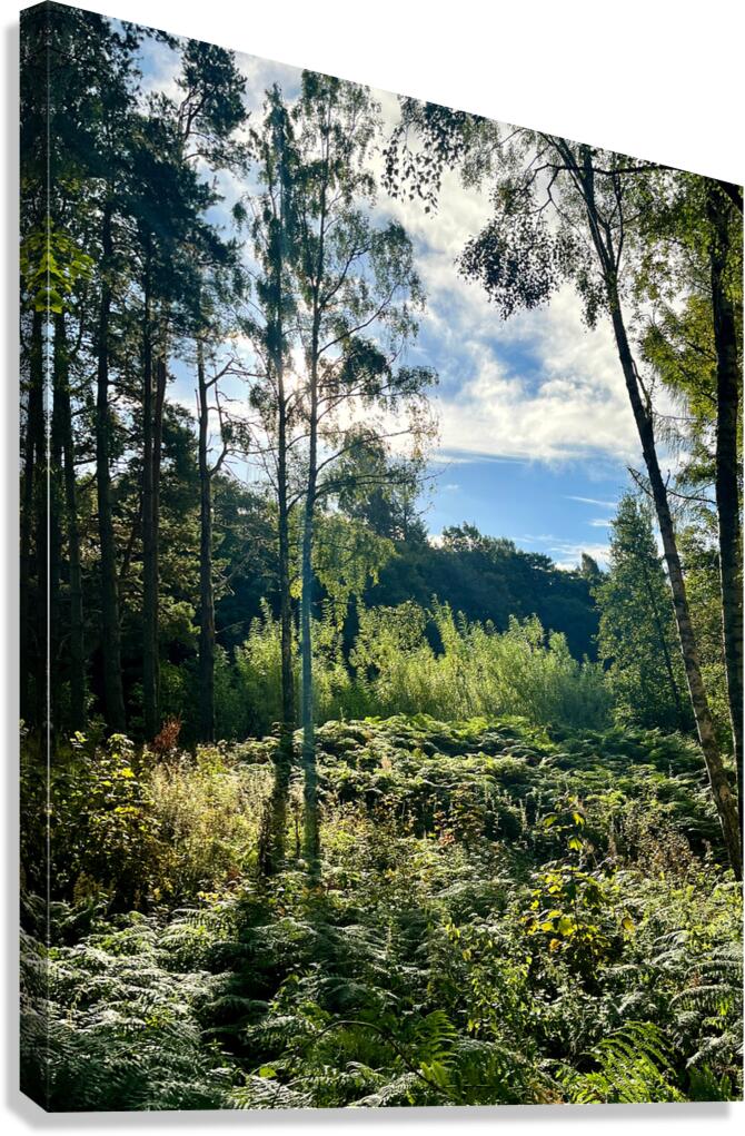 Scottish Highlands Landscape Canvas Print
