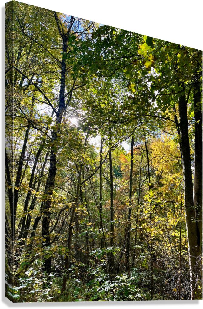 Autumn Sunlight in a Scottish Highlands Forest Canvas Print