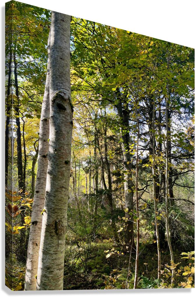 Autumns Sunlight in the Scottish Highlands Canvas Print