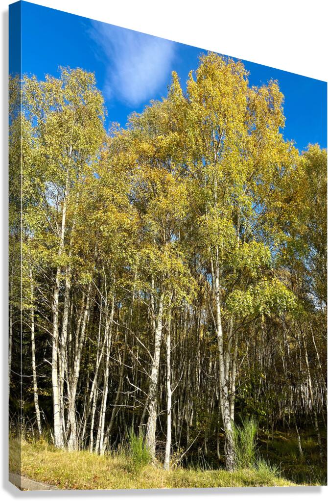Golden Autumnal Birch Trees in the Scottish Highlands Canvas Print