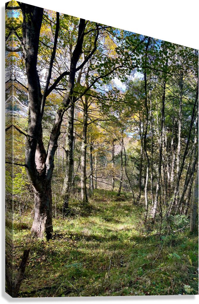 Autumn Arrives in the Forest of the Scottish Highlands Canvas Print