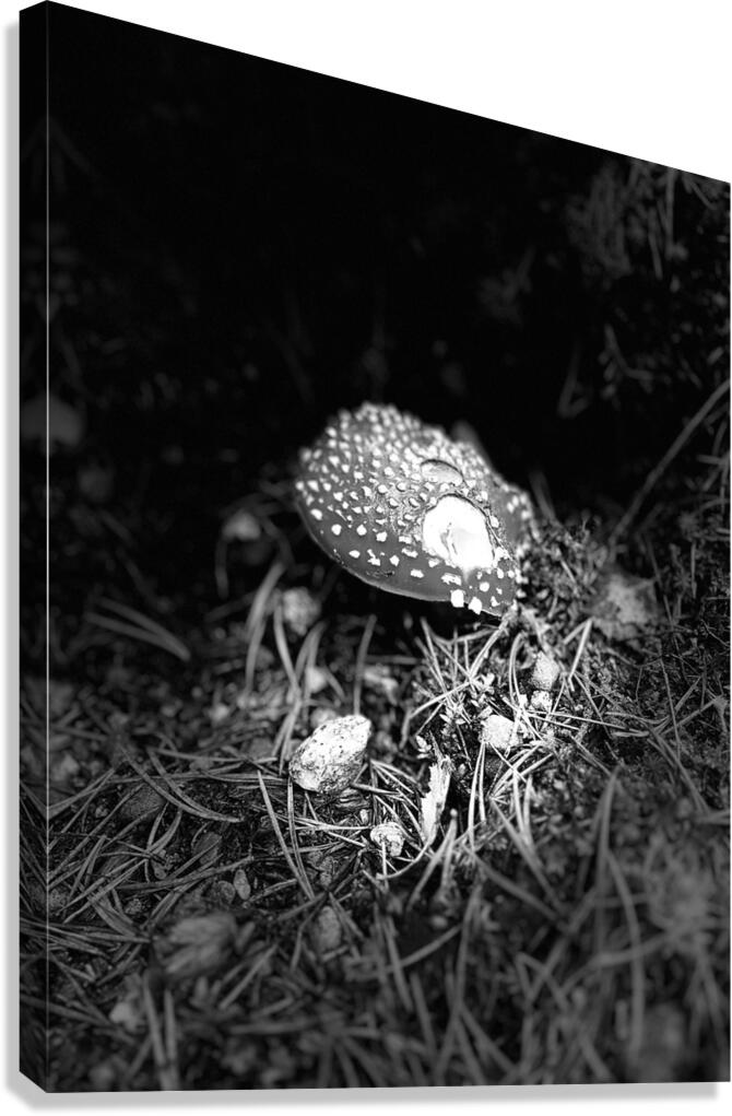 Scenes from the Trail- Fly Agaric in Black and White Canvas Print