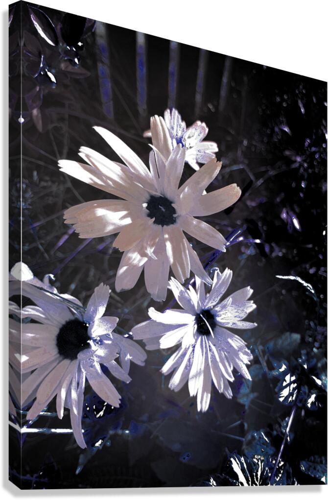 Abstract White Daises Canvas Print