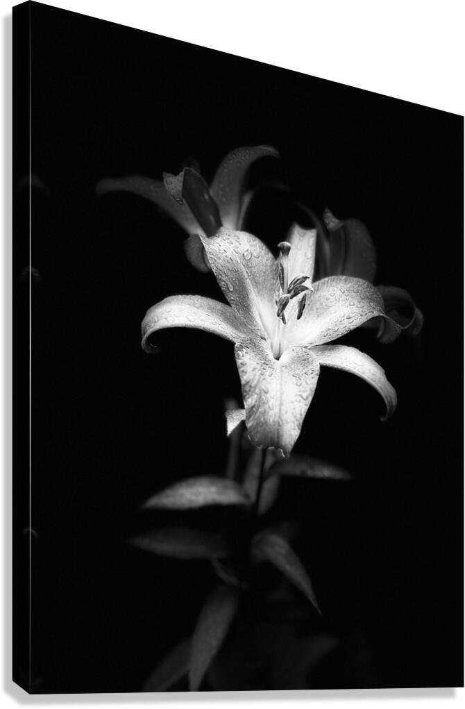 Lily Flower in the Darkness Canvas Print