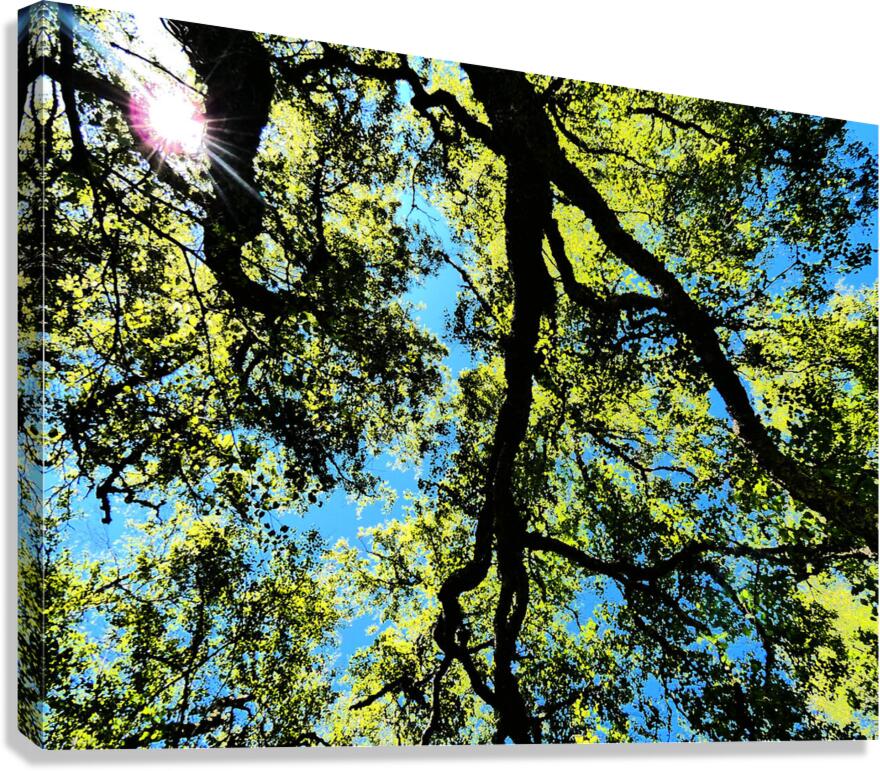 Birch Tree Canopy in Intelligent Art Canvas Print