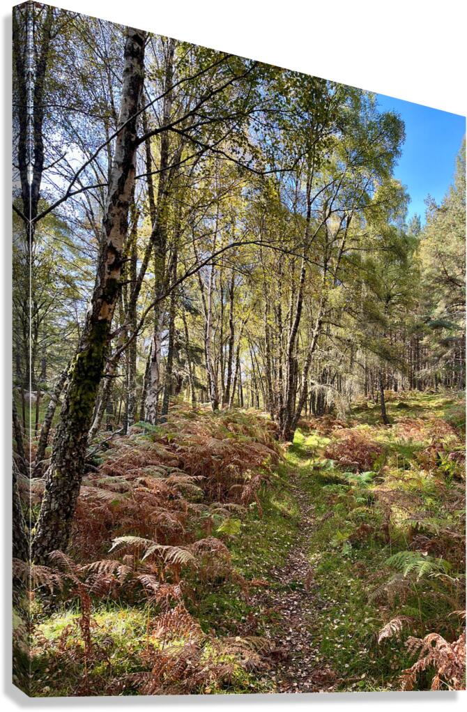 Scottish Highlands Birch Forest Autumnal View Canvas Print