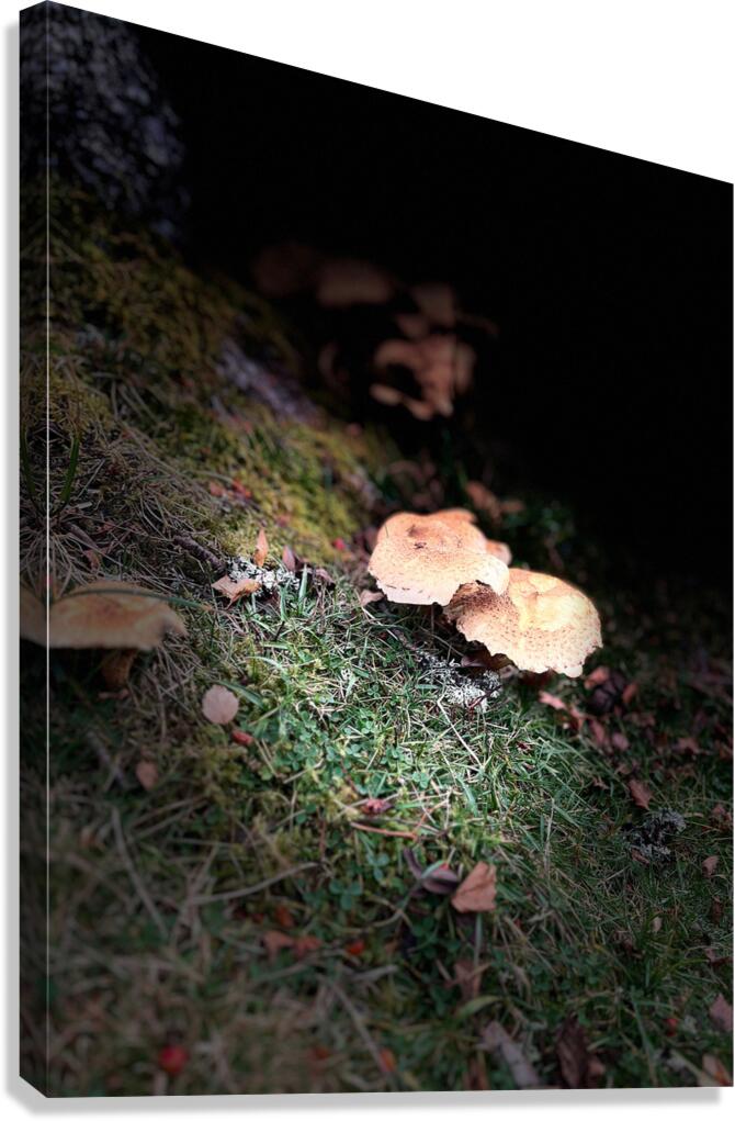 Scenes from the Trail- Forest Mushrooms Canvas Print