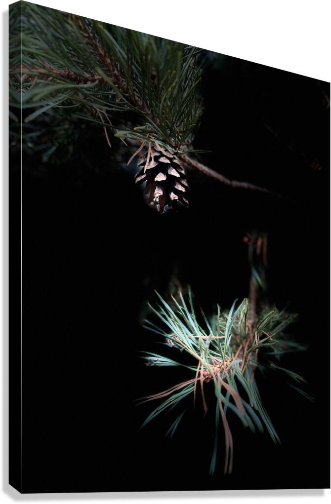 Scenes from the Trail- Pine Cone Canvas Print