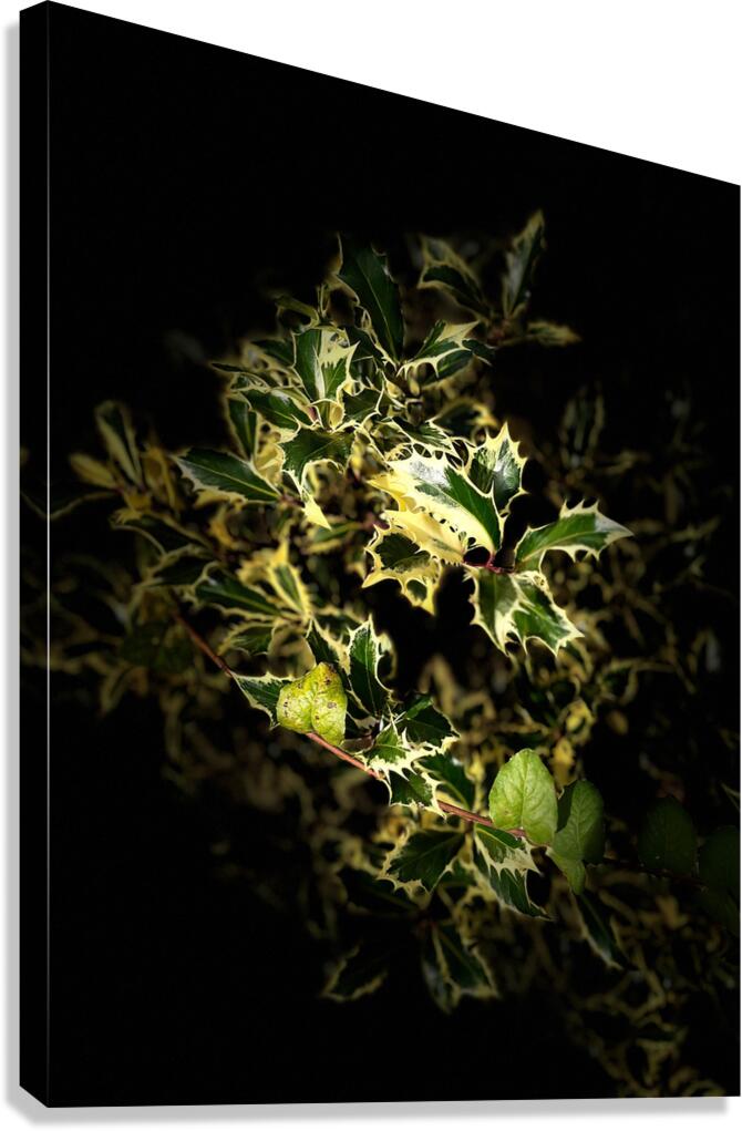  Variegated Holly Wreath  -  Merry Christmas  Canvas Print